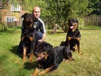 My beautiful dogs
